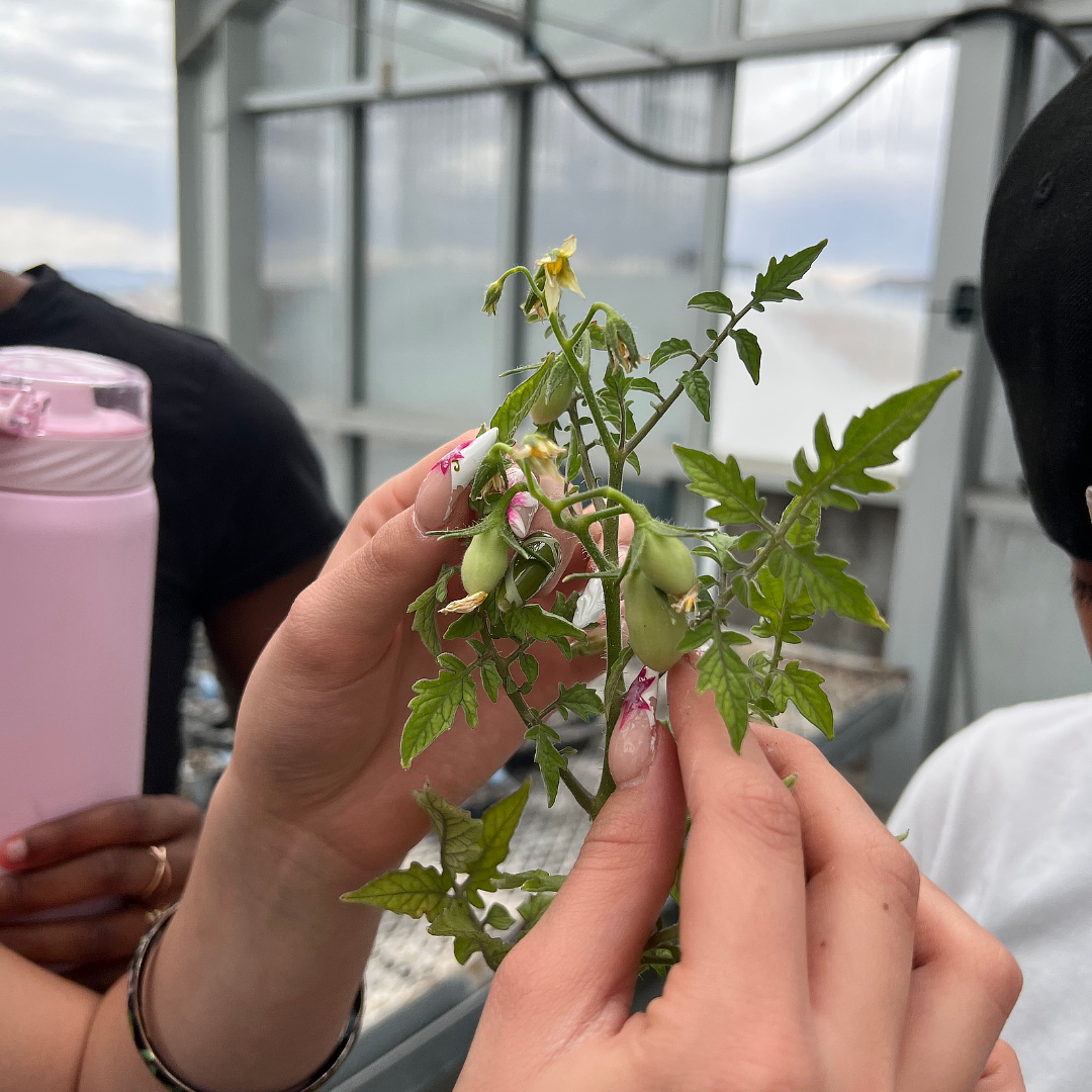 A student holds their tomato plant